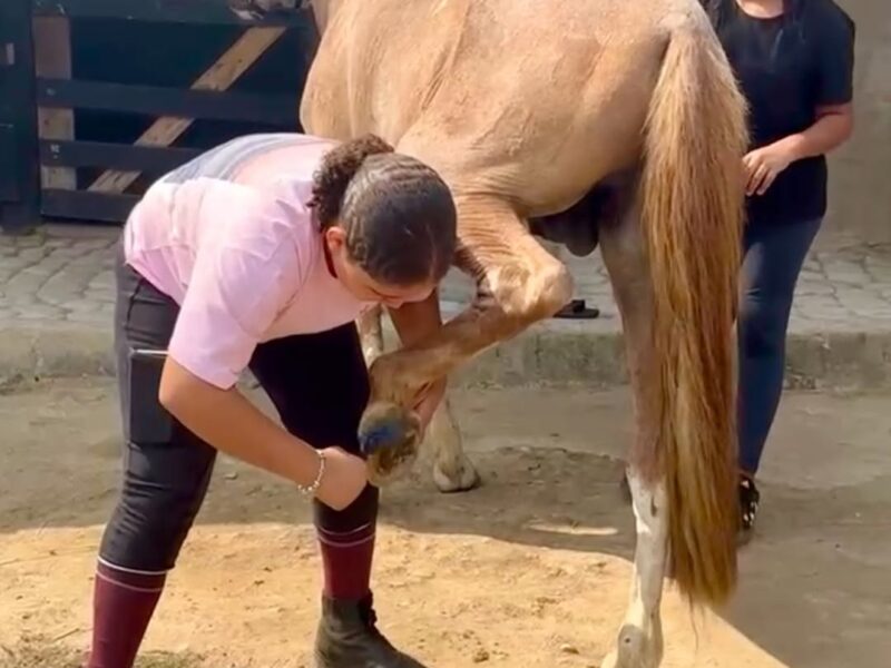 Centro Hípico Tumba Grande